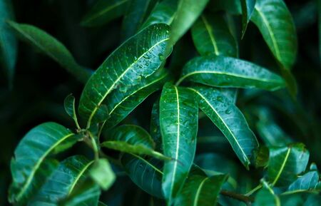 rain drops on green mango leafsの写真素材