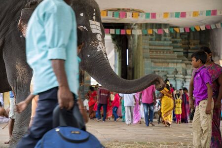 The elephant blesses a people in an Indian temple interior