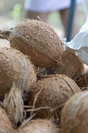 Closeup fresh brown coconuts on ground