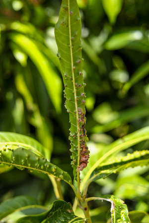 Symptoms of nutrition deficiency and bacterial attack on mango tree.