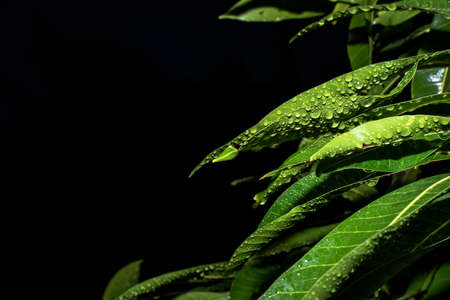 Rain Drop on small Plant after a Rainstorm Macro