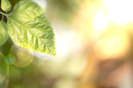 Closeup green leaf against the bokeh nature with a sunlight backgroundsの写真素材