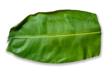 Isolated wet banana leaf on white backgrounds.の写真素材