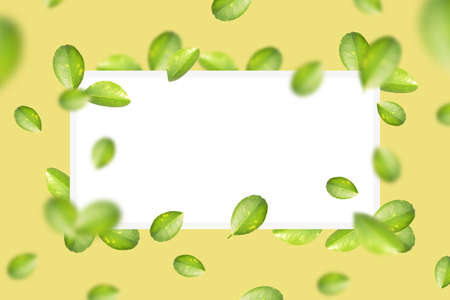 A green lemon leaves with white square in yellow color background