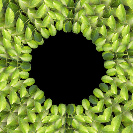 A green leaves on black background. wreath, frame, border. Greeting card, poster, banner with copy...