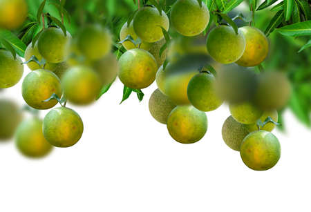 Bunch of oranges or sweet lime fruits hanging on a tree isolated on white background.