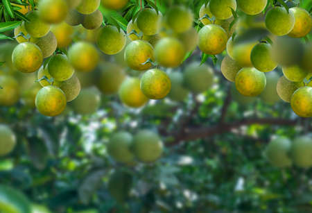 A orange or sweet lime fruits hanging from a tree in the background of a farm.