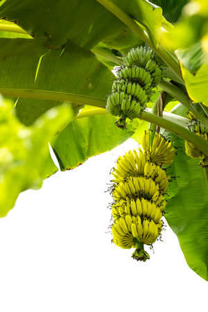 A green and yellow bananas on banana tree in garden on white background.の写真素材