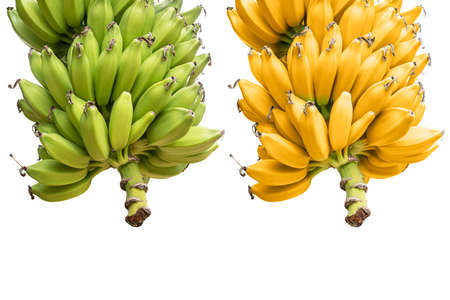 A ripe yellow and green bananas on white background. clipping pathの写真素材