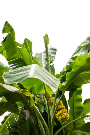 A bananas with banana flower on banana tree on white background.の写真素材