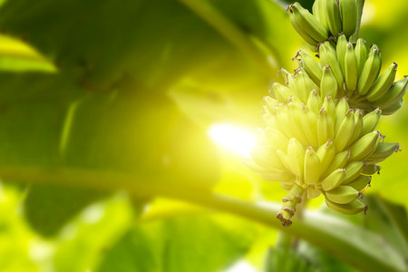 A green bananas on a banana tree against sunlight in an agricultural garden in India.の写真素材