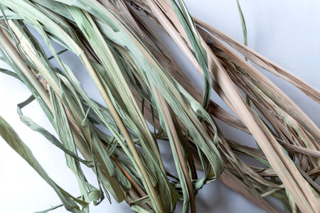 Bunch of dry grass on a white background, Sugarcane Dry reed leaves, close-up