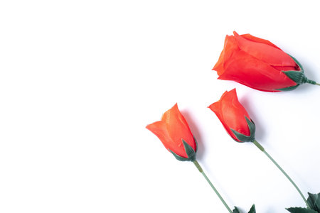 Red rose flower isolated on white background with copy space for your text.の写真素材