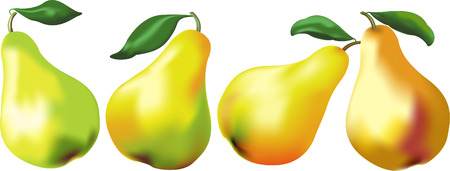 Yellow juicy pears on a white background it is executed with mesh tool のイラスト素材