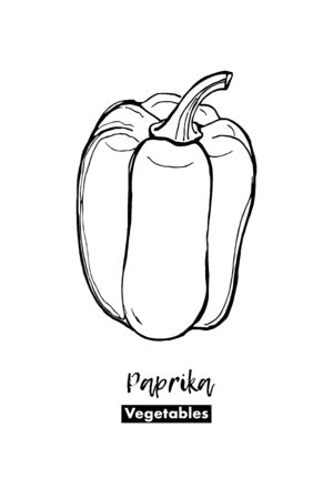 Vector Paprika isolated. Sweet red pepper in lines sketch. Black and white hand drawing illustration. For logo, for menu, for kitchen designの写真素材