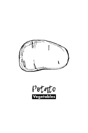 Vector potato isolated. Lines sketch. Black and white hand drawing illustration. For logo, for menu, for kitchen designの写真素材