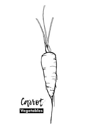 Vector carrot isolated. Lines sketch. Black and white hand drawing illustration. For logo, for menu, for kitchen designの写真素材