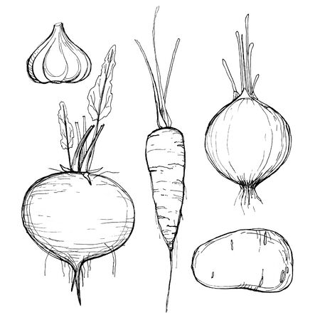Vegetables, cultivated root crops, spicy herbs drawn with contour lines isolated on white background. Monochrome hand drown illustration For logo, menu, icon, farmers market, packing.の写真素材