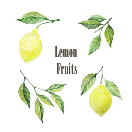 Set of lemon fruit illustrations. Two lemons and two branches of leaves. Watercolour Isolate on white background. Citrus collectionの写真素材