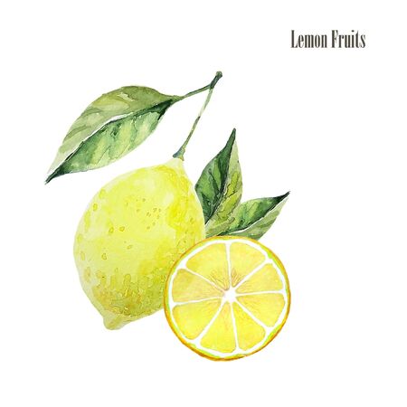 Lemon fruit arrangement illustrations. Botanical watercolor print. Healthy organic food product. Yellow lemon and slice and leaves isolated on white backgroundの写真素材