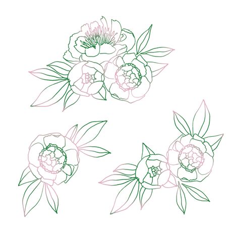 Isolated floral elements set. Green-pink spring peony flowers, buds, leaves. Natural illustration collection. Hand drawn Linearの写真素材