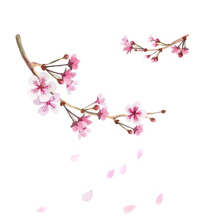 Cherry Blossom on white. Two separate branches of flowering sakura with falling petals. Watercolor hand drawn illustration for picture, Card, congratulations, invitations.の写真素材