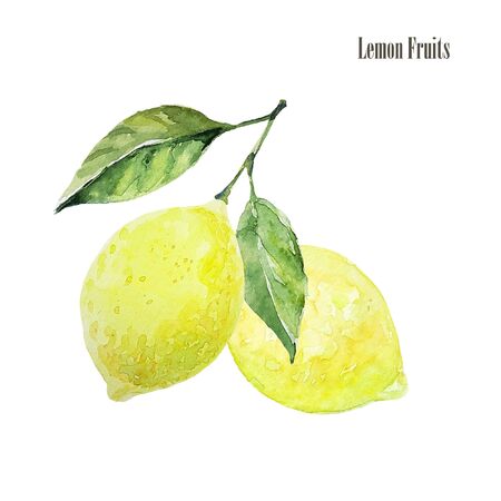 Lemon fruit with leaves. Watercolor hand drawn illustration isolated on white. Ideal for cards, packingの写真素材