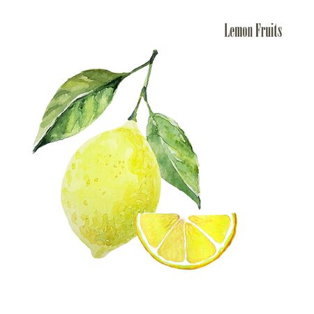 Fresh lemon fruit arrangement illustration. Botanical watercolor print. Healthy organic food product. Slice of lemon and lemon fruit with leaves isolated on white backgroundの写真素材