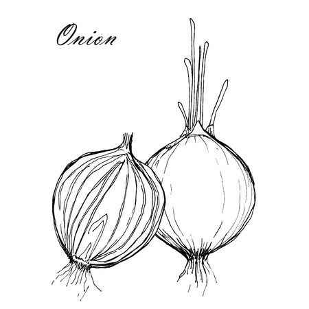 Onions. Half and a whole. Black and white contour sketch. Kitchen wall print. Hand drawn vegetable. Natural organic spice isolated on white background.の写真素材