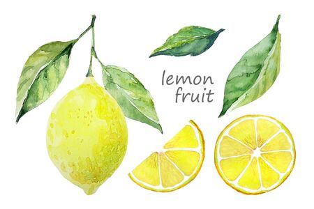 Watercolor lemon fruit set. White background. Fresh fruit. Lemon tree fruits and leaves. Collection design elements for cards, scrapbooking, postersの写真素材