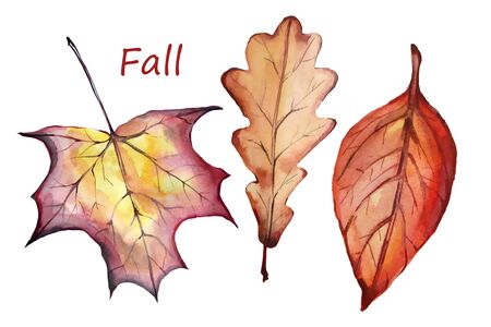 Fall leaves set. Hand drawn watercolor. Floral Herb Design elements.の写真素材