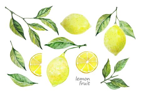 Lemon fruit set. White background. Fresh fruit. Lemon tree fruits and leaves. Watercolor Collection design elements for cards, scrapbooking, postersの写真素材