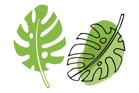 Tropical leaves on white background clipart. Doodle and flat sketch illustration. Floral Herb Design. Botanical plants tree foliage. Plant parts vector. Leaf plants botanical garden flower foliage.のイラスト素材