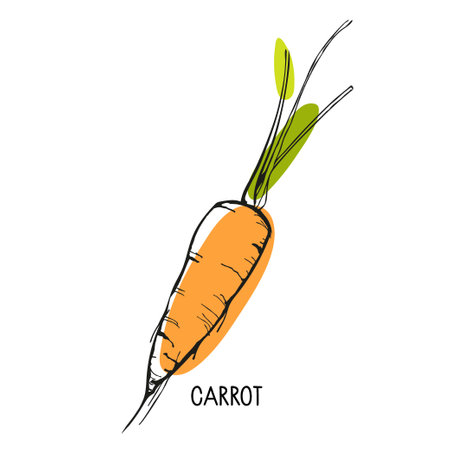 Carrot lettering with vegetable. Sketch style With bright orange and green spots. Carrot with green tops vector illustration.のイラスト素材