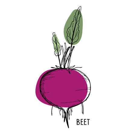 Beet root. Line art style With bright Burgundy and green spots. Red beet with green leaves vector illustration.のイラスト素材