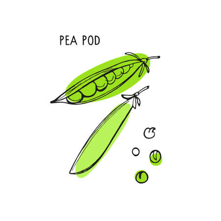 Pea rod lettering with vegetable. Sketch style With bright green spots. Peas vector illustration.のイラスト素材