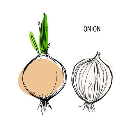 Whole bulb and half bulb. Onion lettering with vegetable. Vector sketch style With bright spots.のイラスト素材