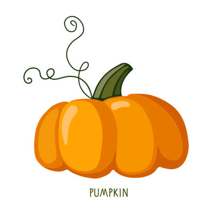Pumpkin. Thanksgiving, Halloween holidays Pumpkin isolated on white. Healthy eating Vegetable Ingredients for cooking. Autumn flat design for menu, cafe, restaurant, farmers market, vegetarian recipeのイラスト素材