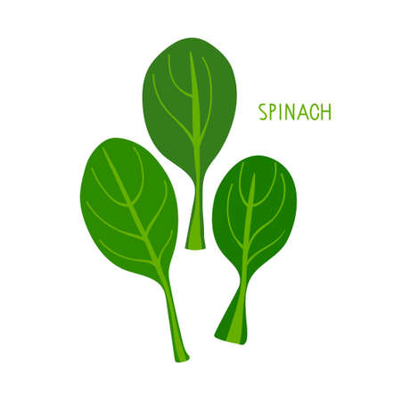 Spinach vegetable. Green fresh leaves with inscription isolated on white background. Healthy diet, vegetarian food. Flat vector organic vegetable. Green salad plant for menu, cafe, restaurant, poster.のイラスト素材