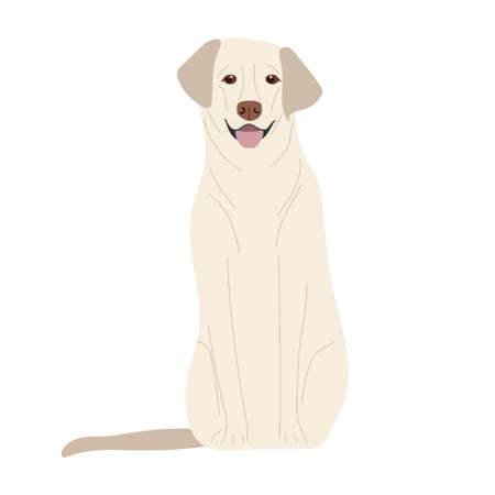 Labrador Retriever. Thoroughbred dog isolated on white background. Dog is sitting. Pet, domestic animal. Light-colored short-haired dog. Flat vector illustrationのイラスト素材