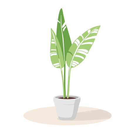 House plant in ceramic pot. Abstract tropical plant with large leaves for modern interior. Potted plant for office or home room. Vector illustration isolated on white backgroundのイラスト素材