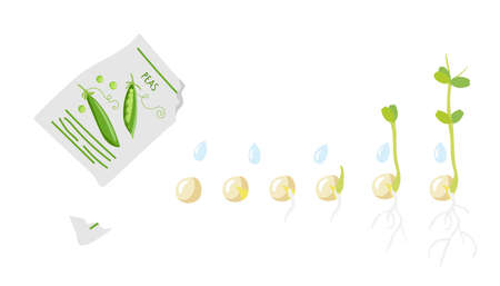 Germination Stages. Green pea seeds fall from pack and germinate. Growing plant. Sprout growth process. Agricultural plant green pea isolated on white background. Vegetable organic eco farm products.のイラスト素材