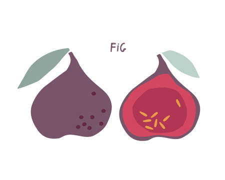 Abstract fig fruit with leaves, childish hand drawn doodle sketch isolated on white background. Flat vector illustration Food template for menu, postcards, nursery design. Whole fruit and cut half .のイラスト素材