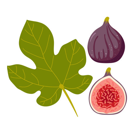 Fig, whole and half, leaf isolated on white. Summer tropical fruit for a healthy lifestyle. Purple whole and section fruits. Flat vector design for menu, cafe, farmers market, recipe, poster, stickerのイラスト素材