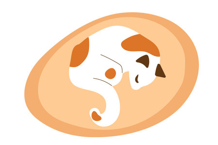 Cat sleeping on feline bedding. Pet kitty is resting. Vector illustration isolated on white background. Hand draw animal, cartoon character. White domestic cat with red spots. Pet curled up.のイラスト素材