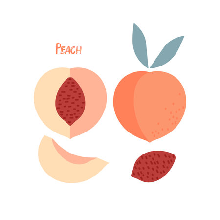 Peach Fruit with leaves, hand drawn doodle sketch isolated. Flat vector Food template for menu, nursery design, sticker, logo, detox diet concept, farmer market. Whole fruit and cut half, seed, slice.のイラスト素材