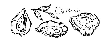 Fresh oyster set. Hand drawn doodle sketch vector illustration and hand written inscription. Sign for menu of fish restaurants, for packaging, markets and shops. Food template for menu, diet. Seafoodのイラスト素材