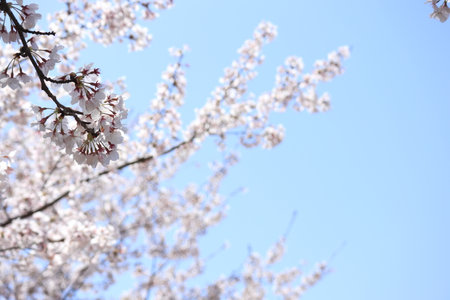 Cherry blossoms Full bloom Springの写真素材