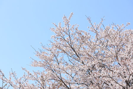 Cherry blossoms Full bloom Springの写真素材