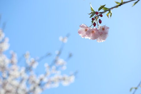 Cherry blossoms Full bloom Springの写真素材
